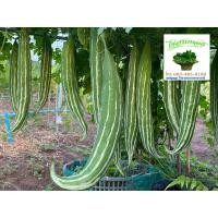 ราคา บวบลาย บวบหวาน บวบงู ทานดิบได้ เมล็ดพันธุ์สำหรับปลูก 30 เมล็ด (10128389743)