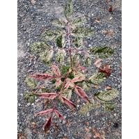 ราคา ต้นสตางค์แดงด่าง(Bandicoot Berry Variegated) (48604152694)