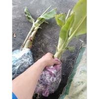 ราคา ต้นกล้วยเก่า 1 ต้น กล้วยเก่าอเมริกาใต้ (42666993777)