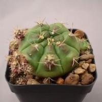 ราคา ต้นกระบองเพชร,แคคตัส Gymnocalycium Cactus ยิมโนแม่ลูกดก (12627246558)