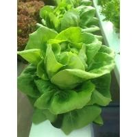 ราคา ต้นกล้าผักสลัด ผักสลัดบัตเตอร์เฮด (Green Butterhead ) ต้นกล่้าละ 9บาท ซื้อ 10แถม 2ต้น (23246005164)