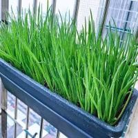 ราคา dahon ng sibuyas seeds ต้นหอม หอมแดง บรรจุ 300 เมล็ด หอมแดงเมล็ดฤดูใบไม้ผลิหัวหอมเมล็ดผักออร์แกนิกสำหรับการปลูก ง่าย ๆ (50751467056)