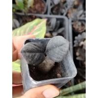 ราคา กวัก​มรกต​ดำ​ กวัก​มรกต​ใ​บด​ำ​ ฟอร์ม​2ใบ​รากเดินดีมีหัวแข็ง​แรง (43609498037)