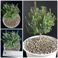 ราคา ต้นเกล็ดปลาหมอแคระ บอนไซ (11507825354)