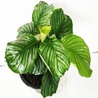 ราคา คล้าใบตองคล้าพลอยไพลินหยก ฟอร์มใบสวยหายาก คล้ากาเหว่าลาย ใบด่างลายตระกูลคล้าไม้มงคลฟอกอากาศ เสริมสิริมงคลให้แก่ผู้ปลูก (3295749407)