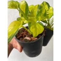 ราคา พลูงาช้างด่างเหลือง พลูงาช้างด่างทอง พลูงาช้างสีทอง กระถาง 3 นิ้ว (20907941941)