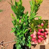 ราคา ต้นมะม่วงหาวมะนาวโห่ ถุงไซน์ใหญ่ ขนาด50-60ซม. ผลดกรสเปรี้ยว (18430226435)