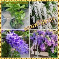 ราคา ต้นพวงคราม ต้นพวงครามดอกสีม่วง (27276764029)