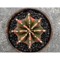 ราคา ยิมโนด่างไม้เพาะเมล็ด (44956737004)