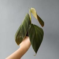 ราคา ฟิโลเดรนดรอน กีแกส/Philodendron Gigas (13359828232)