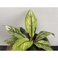 ราคา ต้นเดหลีจักรพรรดิ์ ใบด่าง Spathiphyllum sensation variegated ไม้นำเข้า (9169128856)