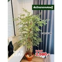 ราคา ต้นไทรทองเศรษฐีปลอม ขนาด 1.5 เมตร (41829170074)
