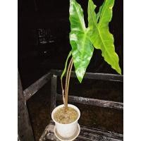 ราคา ต้นบอนพญาจงอางใบเขียว (14241095858)