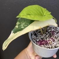 ราคา เงินไหลมาด่างเหลือง syngonium aurea เงินไหลมา เงินไหลมาด่าง (13006813120)