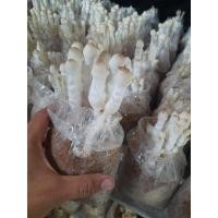 ราคา ก้อนเชื้อเห็ดโคนน้อย 10 ก้อน พร้อมคู่มือ (24603083680)