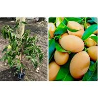 ราคา ต้นมะยงชิดพันธุ์ทูลเกล้าแท้ไซท์80-100cm ลูกใหญ่จัมโบ้ พร้อมให้ลูกเป็นไม้ทาบกิ่ง ต้นสวยแข็งแรง จัดส่งไว (17392793753)