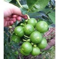 ราคา กิ่งพันธุ์มะนาวแป้นพิจิตร (8913937445)