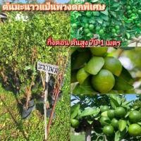 ราคา ต้นมะนาวแป้นดกพิเศษ แป้นพวงดก กิ่งตอน ต้นสูง 70-1 เมตร (28176341910)