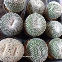 ราคา แมมนกฮูก (Mammillaria microthele ) กำลังแตกตา ไซส์แม่พันธุ์ ขนาดตามภาพ ถอดกระถางส่ง (24625017265)