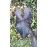 ราคา Colocasia black coral (22106440683)