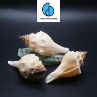 ราคา เปลือกหอยทาก Hemifus Tuba - เปลือกหอยทากตกแต่งหลายขนาด - เปลือกหอยทากที่สวยงาม (53454833996)