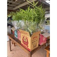 ราคา กล้าไผ่ซางหม่น 20 ต้น // ต้นเพาะเมล็ด (11958372149)