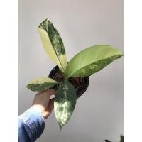 ราคา เศรษฐีวิลสันด่าง ด่างจัดๆ (8216893804)