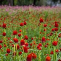 ราคา Globe Amaranth Seeds เมล็ดพันธุ์ดอกบานไม่รู้โรยอินทรีย์ 20 เมล็ด - คละสีขาว,ม่วง,แดง,ชมพู ปลูกง่าย (57101500200)