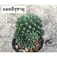 ราคา อิรุซามุ แมมอิรุซามุ แมมปุยหิมะ แมมหนามทุเรียน ปุยหิมะ เมล็ด กระบองเพชร Mammillaria Eruzamu แคคตัส (3900045869)
