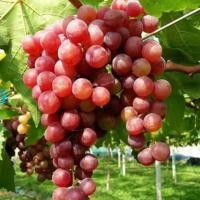 ราคา ต้นองุ่น พันธุ์ เฟรม ซีดเลส แดง ไร้เมล็ด หวาน กรอบ อร่อย กลิ่นหอม ลำต้นสูง 35-45 ซม (5680941846)