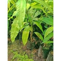 ราคา ต้น มะม่วงอกร่อง #คัดสวยๆ (พร้อมส่ง‼️) (24393355372)