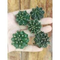 ราคา แคคตัสยิมโนลูกผสม lbhb เชื้อด่าง ไม้เมล็ด​ ขนาด 2 - 2.5 cm. (10920870170)