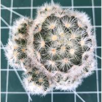 ราคา แคคตัสแมมมิลาเรีย คามิเน่ขาว Mammillaria carmenae (15402410486)
