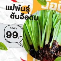 ราคา แม่พันธุ์ต้นอ้อดิบ แม่พันธุ์ต้นตูน แม่พันธุ์ต้นคูณ ก้านอ้อดิบ ต้นอ้อดิบ ต้นคูณ ต้นตูน รับประกันลำต้นใหญ่ หัวใหญแน่นอน (53200280875)