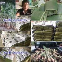 ราคา (ต้องมีติดบ้าน) หน่อกล้วยตานี กล้วยตานี(2 หน่อ) กล้วยสารพัดประโยชน์ ที่ใบมีราคาแพงมากและใช้ได้ทุกส่วน สร้างรายได้ระดับส่ (17471385770)