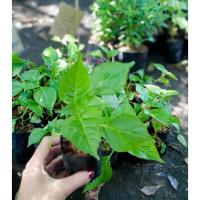 ราคา พริกแกวหอม1ถุงมี1ต้นลงถุง ผักสวนครัว สมุนไพร หอมเผ็ดอร่อย (25455337641)