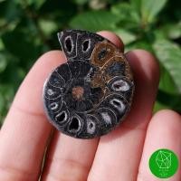ราคา ฟอสซิลแอมโมไนต์สีดำ (Black Ammonite)​ (11569145419)