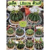 ราคา เมล็ด LB 2178 ตัวแท้ 100 เมล็ด "Gymnocalycium friedrichii lb 2178" (10316525110)