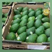 ราคา อะโวคาโด จำนวน 6 ลูก AVOCADO HASS AUSTRALIA อะโวคาโด้ อะโวคาโดสด อโวคาโด้ อโวคาโด ผลไม้สด นำเข้า (9662228584)