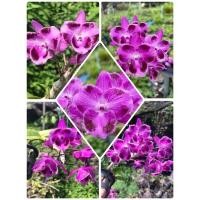 ราคา กล้วยไม้เอื้องสายน้ำครั่งสั้นสามปากผสมกับเอื้องสายน้ำครั่งสั้นหกกลีบ (4294408219)