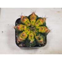 ราคา 2 ไม้ชำหน่อ ส้มแต้มจุดแดง ยิมโนด่าง Gymnocalycium ยิมโน (9710196892)
