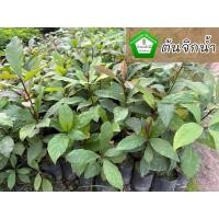 ราคา ต้นจิกน้ำ จิก กระโดนน้ำ ต้นแข็งแรง สินค้าเสียหาย แจ้งทางร้านได้เลยจ้า (8275354977)