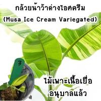 ราคา กล้วยน้ำว้าด่างไอศครีม (Musa Ice Cream Variegated) ไม้เพาะเลี้ยงเนื้อเยื่ออนุบาลแล้ว (20567145403)