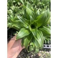 ราคา ต้นวาสนา โชค 9 ชั้น กระถาง 5 นิ้ว ไม้มงคล (4192827827)