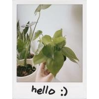 ราคา ต้นพลูหัวใจใบเขียว ต้นพลูบราซิลสีเขียว ต้นไม้ฟอกอากาศต้นไม้ปลูกในห้องนอน (4452580761)