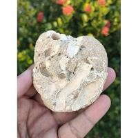 ราคา ฟอสซิลเปลือกหอยทากทะเล Giant Vermetus Arenarius Fossils จากสมัย Miocene (24809679586)