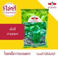 ราคา ผักชี สายสมร เมล็ดพันธุ์ ผักชี ตรา ศรแดง บรรจุ 350 กรัม (53700736524)