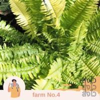 ราคา (ส่งไว) ต้น เฟิร์นหินอ่อน เฟิร์นบอสตันหินอ่อน เฟิร์นลายหินอ่อน (28358074801)