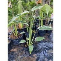 ราคา ว่านนกยูง สาคูด่าง ไม้มงคล ไม้ประดับ ใบด่าง (8969923565)