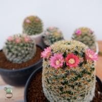 ราคา แมมมิลาเรีย ขนนกเหลือง แมมขนนกเหลือง Mamillaria schiedeana ลุ้นสีดอก ดอกชมพู ดอกขาว (7060938625)